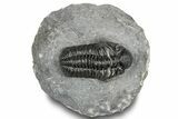 Phacopid (Adrisiops) Trilobite - Jbel Oudriss, Morocco #251655-4